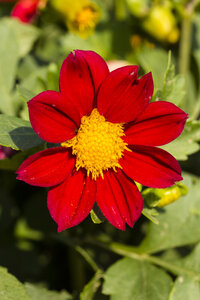 Blüte einer roten Dahlie, Dahlia, im Sonnenlicht - SRF000658