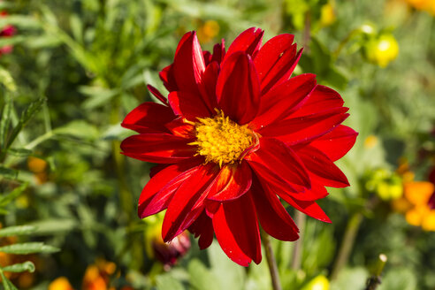 Blüte einer roten Dahlie, Dahlia, im Sonnenlicht - SRF000659