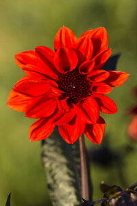 Blüte einer roten Dahlie, Dahlia, im Sonnenlicht - SRF000662