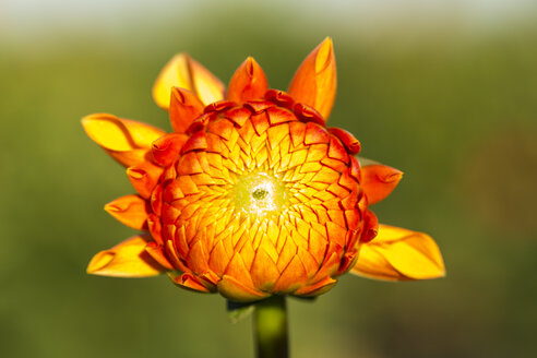 Blüte einer orangefarbenen Dahlie, Dahlia, im Sonnenlicht - SRF000663
