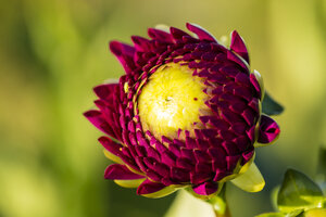 Blüte einer roten und gelben Dahlie, Dahlia, im Sonnenlicht - SRF000664