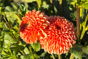 Zwei Blüten der orangefarbenen Dahlie, Dahlia, im Sonnenlicht - SRF000665