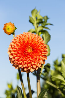 Blüte und Knospe einer orangefarbenen Dahlie, Dahlia, im Sonnenlicht vor blauem Himmel - SRF000666