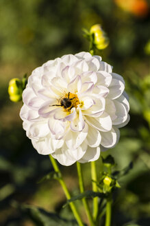 Hummel auf weißer Dahlienblüte, Dahlia, im Sonnenlicht - SRF000667