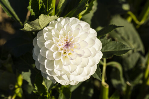 Blüte und Blätter einer weißen Dahlie, Dahlia, im Sonnenlicht - SRF000668