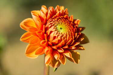 Blossom of orange dahlia, Dahlia, at sunlight - SRF000669