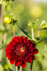 Blüte und Knospen einer roten Dahlie, Dahlia, im Sonnenlicht - SRF000670