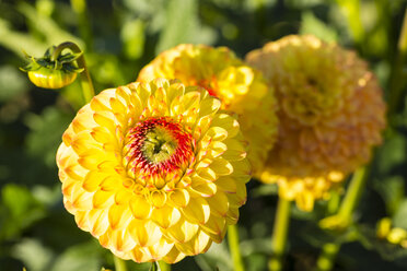 Blüten und Knospen von gelben Dahlien, Dahlia, im Sonnenlicht - SRF000671