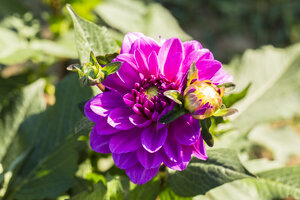 Blüte und Knospe einer violetten Dahlie, Dahlia, im Sonnenlicht - SRF000672