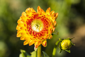 Blüte und Knospe einer orangefarbenen Dahlie, Dahlia, im Sonnenlicht - SRF000673