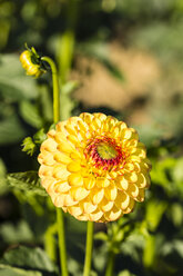 Blüte und Knospen einer gelben Dahlie, Dahlia, im Sonnenlicht - SRF000674