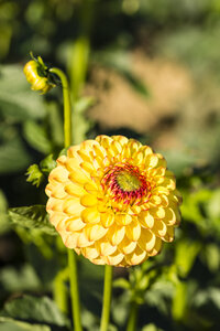 Blüte und Knospen einer gelben Dahlie, Dahlia, im Sonnenlicht - SRF000674