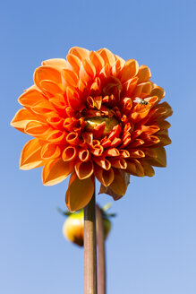 Blüte einer orangefarbenen Dahlie, Dahlia, vor blauem Himmel - SRF000675