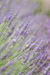 Deutschland, Lavendel-Blüten, Lavendula - ELF001220