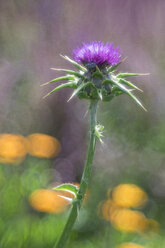 Germany, Blessed Milk Thistle, Silybum marianum - ELF001226