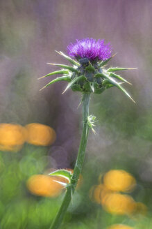 Germany, Blessed Milk Thistle, Silybum marianum - ELF001226