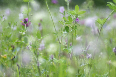 Germany, Baden-Wuerttemberg, Summer meadow - ELF001228