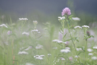 Deutschland, Baden Württemberg, Sommerwiese - ELF001229