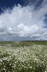 Deutschland, Landkreis Konstanz, Wolkenlandschaften über einem Feld von Ochsenaugen, Leucanthemum vulgare - ELF001230