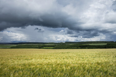 Germany, Constance district, thunderclouds over barley field, Hordeum vulgare - ELF001234
