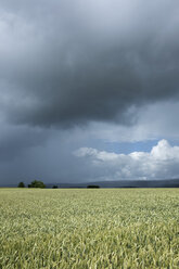 Germany, Constance district, stormy atmosphere over Black Forest - ELF001236