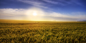 Vereinigtes Königreich, Schottland, East Lothian, Weizenfeld, Triticum sativum, gegen die Sonne - SMA000234