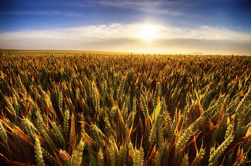 Vereinigtes Königreich, Schottland, East Lothian, Weizenfeld, Triticum sativum, gegen die Sonne - SMAF000233