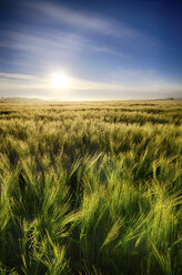 United Kingdom, Scotland, East Lothian, Barley field, Hordeum vulgare, against the morning sun - SMAF000236