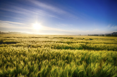 United Kingdom, Scotland, East Lothian, Barley field, Hordeum vulgare, against the morning sun - SMAF000237