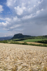 Germany, Baden-Wuerttemberg, Constance district, Hegau, Hohentwiel, Barley field and thunderclouds - ELF001242