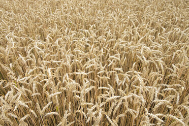 Germany, Baden-Wuerttemberg, Wheat field, Triticum aestivum - ELF001246