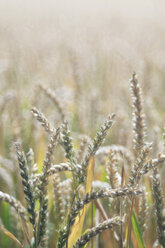 Deutschland, Baden Württemberg, Weizenfeld, Triticum aestivum - ELF001247