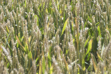 Deutschland, Baden Württemberg, Weizenfeld, Triticum aestivum - ELF001249