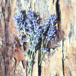Lavendel - SARF000742