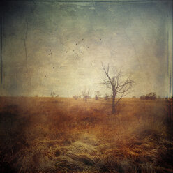 Belgium, High Fens, Moor grass, Molina, and bald trees, Textured effect - DWI000127