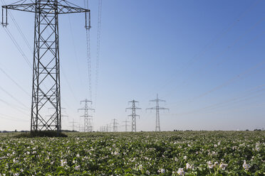 Germany, North Rhine-Westphalia, Pulheim, High voltage power lines and potato field - GWF003099