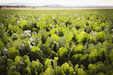 Deutschland, Niedersachsen, Zuckerrübenfeld, Beta vulgaris subsp. vulgaris - EVGF000711