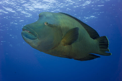 Ozeanien, Palau, Napoleonfisch, Cheilinus undulatus - JWA000191