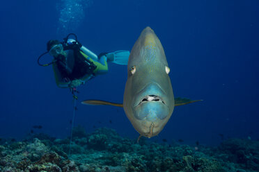 Oceania, Palau, Napoleon fish, Cheilinus undulatus and diver - JWA000192