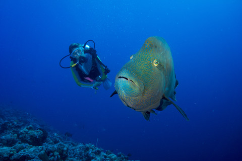 Ozeanien, Palau, Napoleonfisch, Cheilinus undulatus und Taucher, lizenzfreies Stockfoto