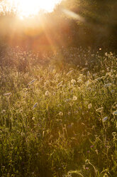 Sommerwiese in der Abenddämmerung - LVF001707