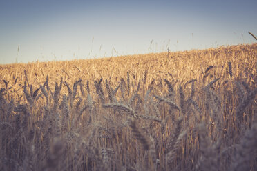 Rye field, Secale cereale, at evening twilight - LVF001700