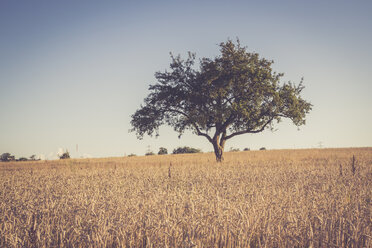 Einzelner Baum im Weizenfeld, Triticum sativum, in der Abenddämmerung - LVF001705