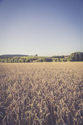 Weizenfeld, Triticum sativum, in der Abenddämmerung - LVF001706