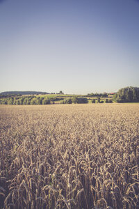 Wheat field, Triticum sativum, at evening twilight - LVF001706