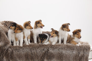 Acht raue Collie-Welpen sitzen auf einer Couch vor einem weißen Hintergrund - HTF000496