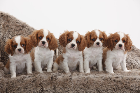 Fünf Cavalier King Charles Spaniel Welpen in einer Reihe sitzend, lizenzfreies Stockfoto