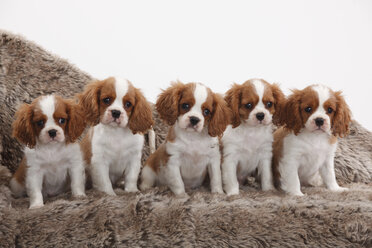 Fünf Cavalier King Charles Spaniel Welpen in einer Reihe sitzend - HTF000497