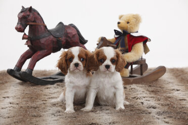 Porträt von zwei Cavalier King Charles Spaniel Welpen vor zwei Spielzeugen - HTF000498