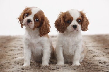 Porträt von zwei Cavalier King Charles Spaniel Welpen auf braunem Plüsch sitzend - HTF000499